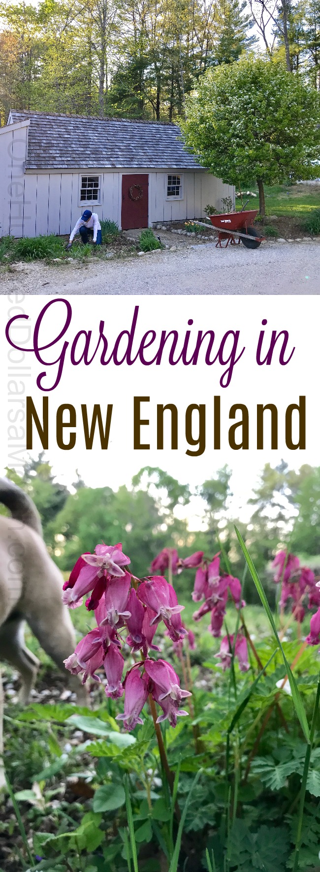 Gardening in New England – Cleaning Up the Potting Shed, Pulling Up Holly, and Mystery Plants of the Week