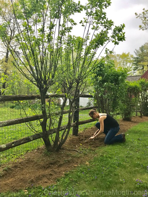 Gardening in New England – Mystery Plant of the Week, Cherry Blossoms and Sunflower Borders