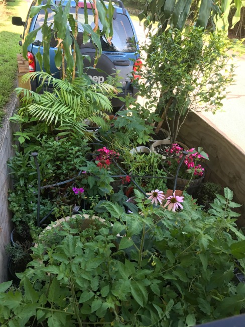 Mavis Mail – Heather from Massachusetts Checks In with Her Latest Gardening Projects