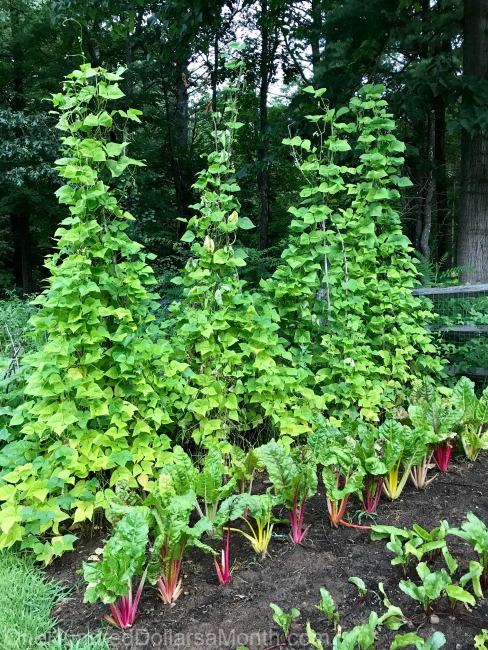 Gardening in New England – At Least the Rabbits Don’t Seem to Be Interested in the Pepper Plants