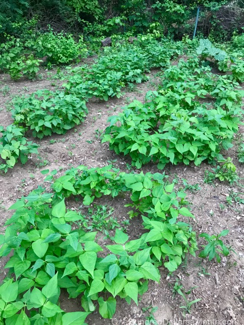 Gardening in New England – Sweet Potatoes, Lilies as Far as the Eye Can See, and I’m No Corn Farmer…. That’s for Sure