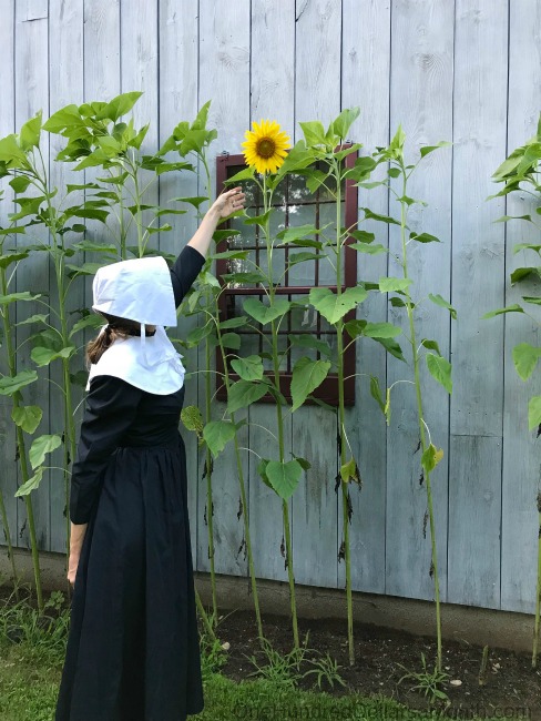 Gardening in New England – Split Tomatoes and the Backyard Vegetable Garden Tally for 8/9/2018