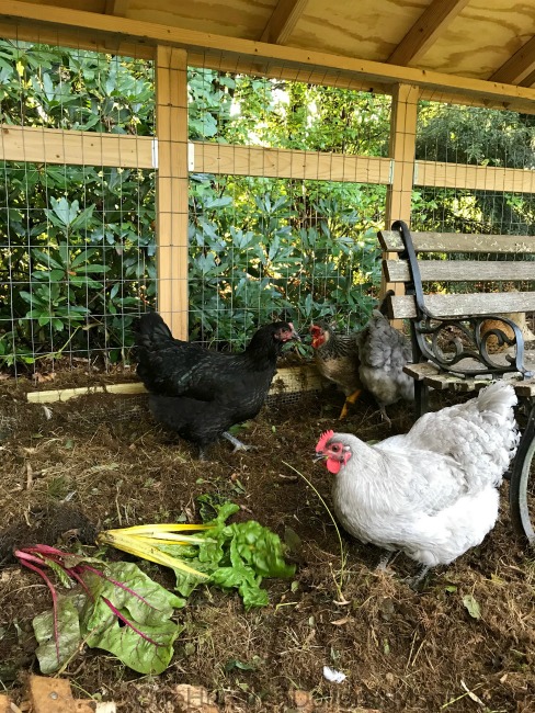 Gardening in New England – Flower Baskets and Fresh Eggs