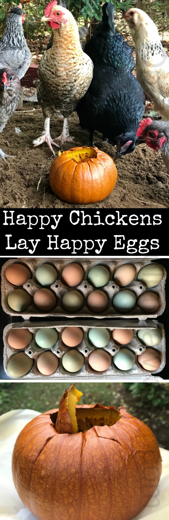 Gardening in New England – What’s Still Growing in Our Garden, Fresh Eggs, and Treats for the Chickens