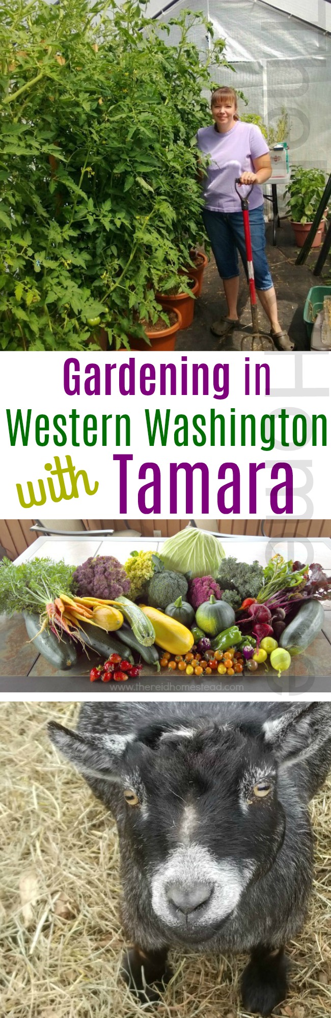 Mavis Mail – Tamara From Monroe, Washington Sends in Her Garden, Goat and Chicken Photos