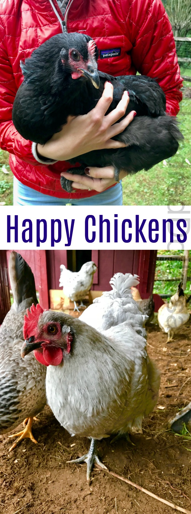 Gardening in New England – Plump Chickens, Gearing Up For Winter, and a Division of Chores