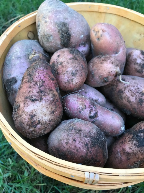 11 Ways to Use Up and Preserve Fresh Potatoes