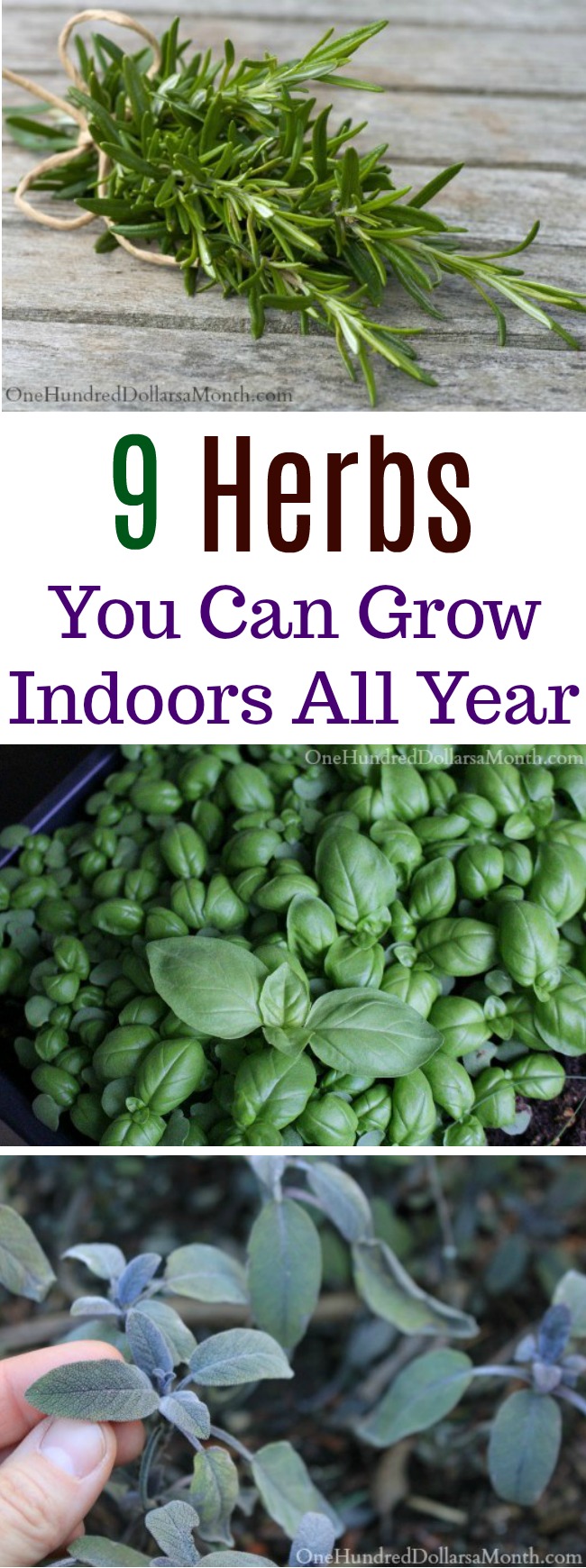 9 Herbs You Can Grow Indoors All Year