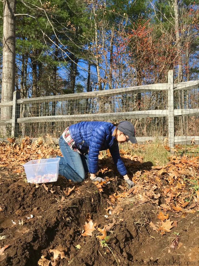 Last Minute Gardening in New England – Planting Garlic, Tulips Bulbs and Wishing We Had Ordered More Firewood!