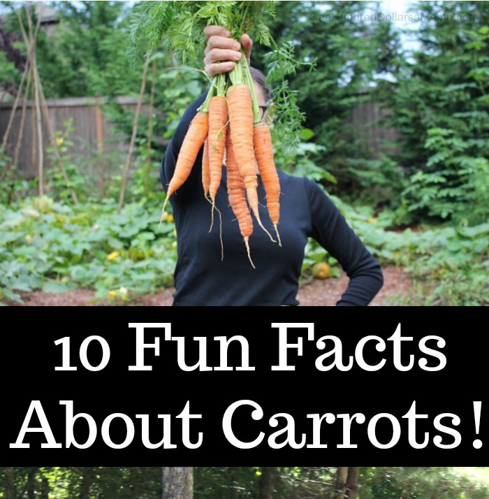 10 Fun Facts About Carrots!