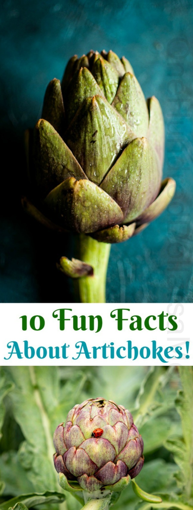 10 Fun Facts About Artichokes!