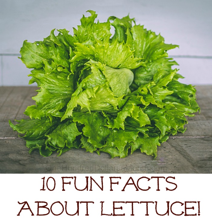 10 Fun Facts About Lettuce!