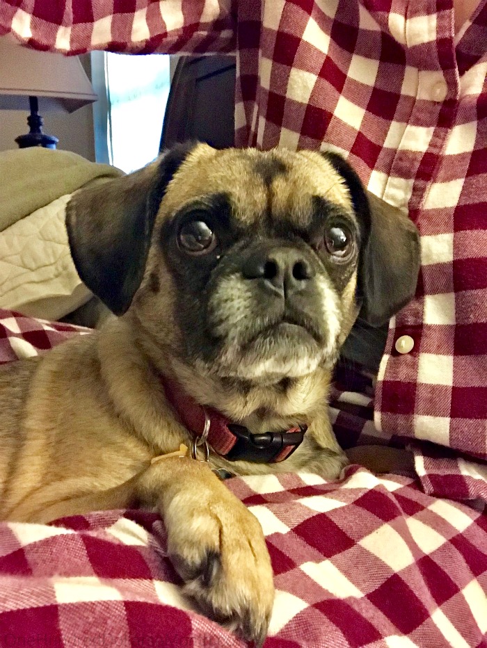 One Hundred Dollars a Month – Mavis’ Weekly Highlights 1/12/19