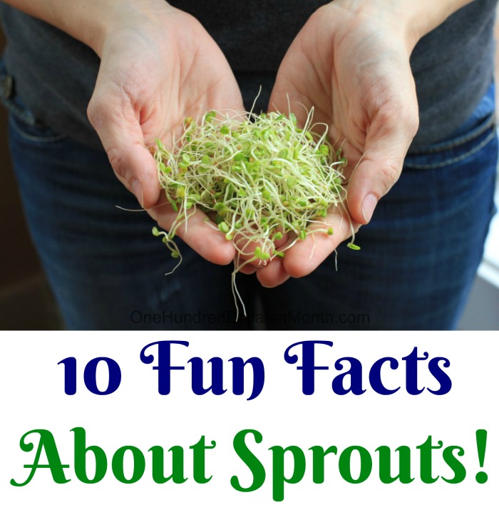 10 Fun Facts About Sprouts!