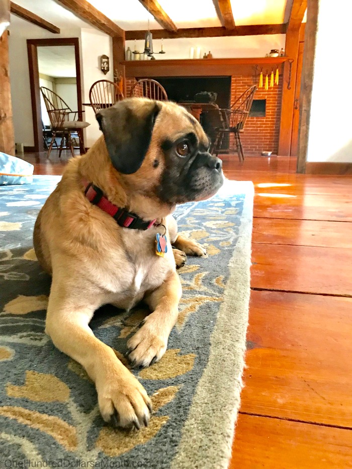 One Hundred Dollars a Month – Mavis’ Weekly Highlights 2/9/19