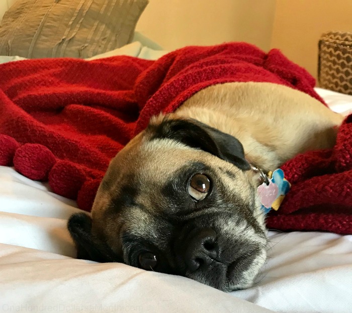 One Hundred Dollars a Month – Mavis’ Weekly Highlights 2/16/19