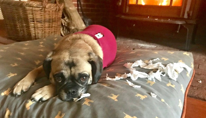 One Hundred Dollars a Month – Mavis’ Weekly Highlights 2/23/19