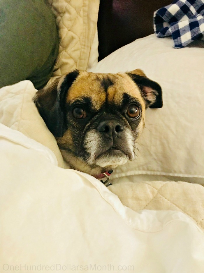 One Hundred Dollars a Month – Mavis’ Weekly Highlights 2/15/20