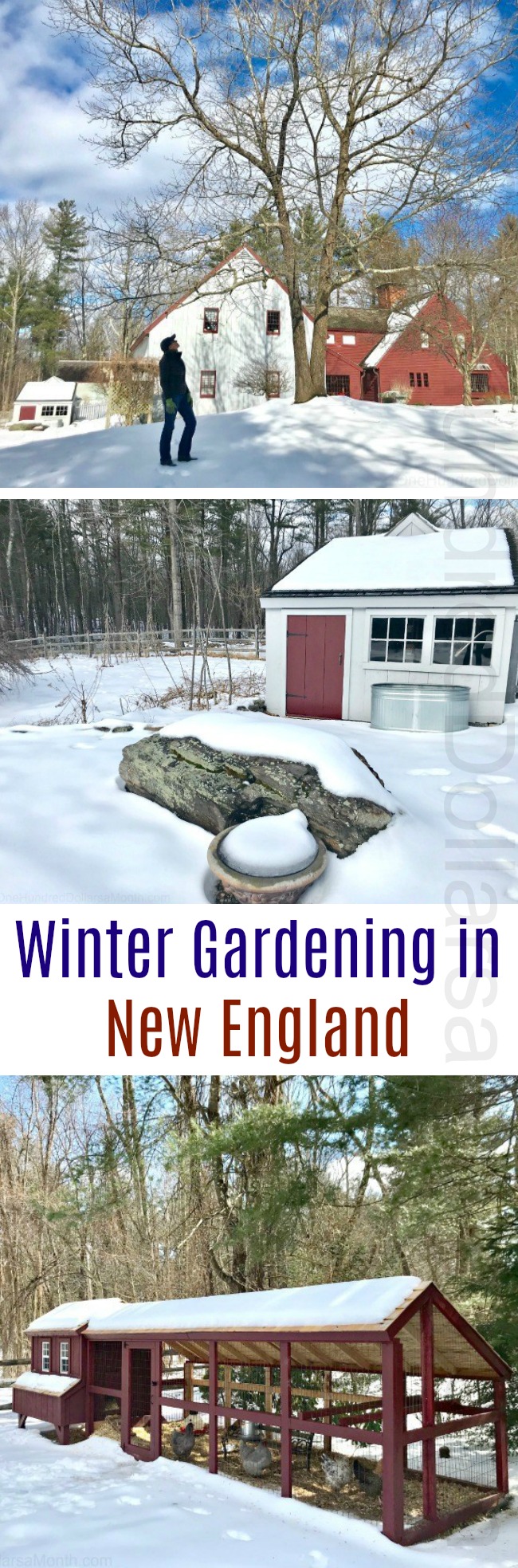 Gardening in New England – Starting Seeds, More Snow, Happy Chickens and Miss Puggle Love