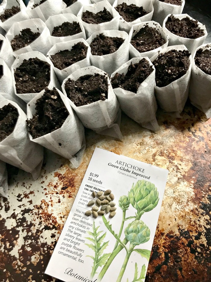 How to Grow Artichokes