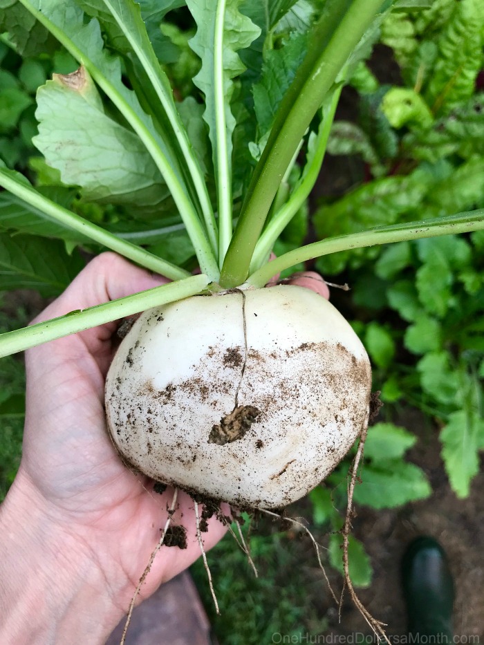 How to Grow Turnips {Start to Finish} One Hundred Dollars a Month