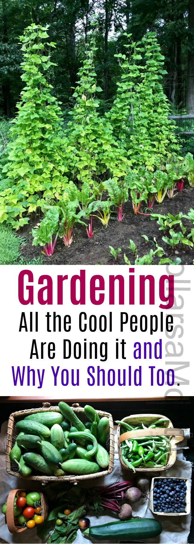 Gardening.  All the Cool People Are Doing it and Why You Should Too.