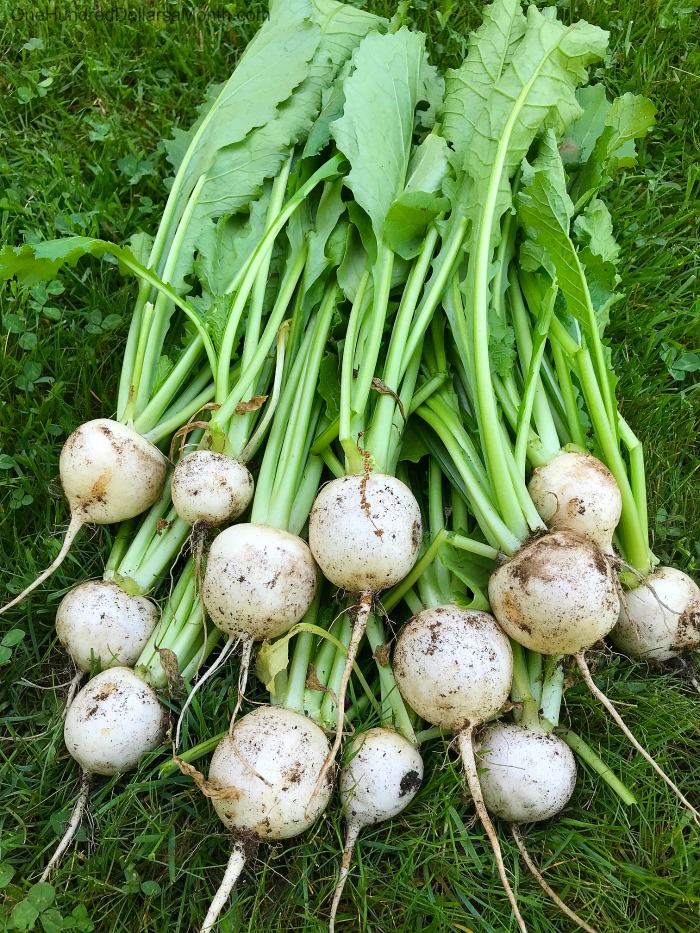 How to Grow Turnips {Start to Finish} One Hundred Dollars a Month