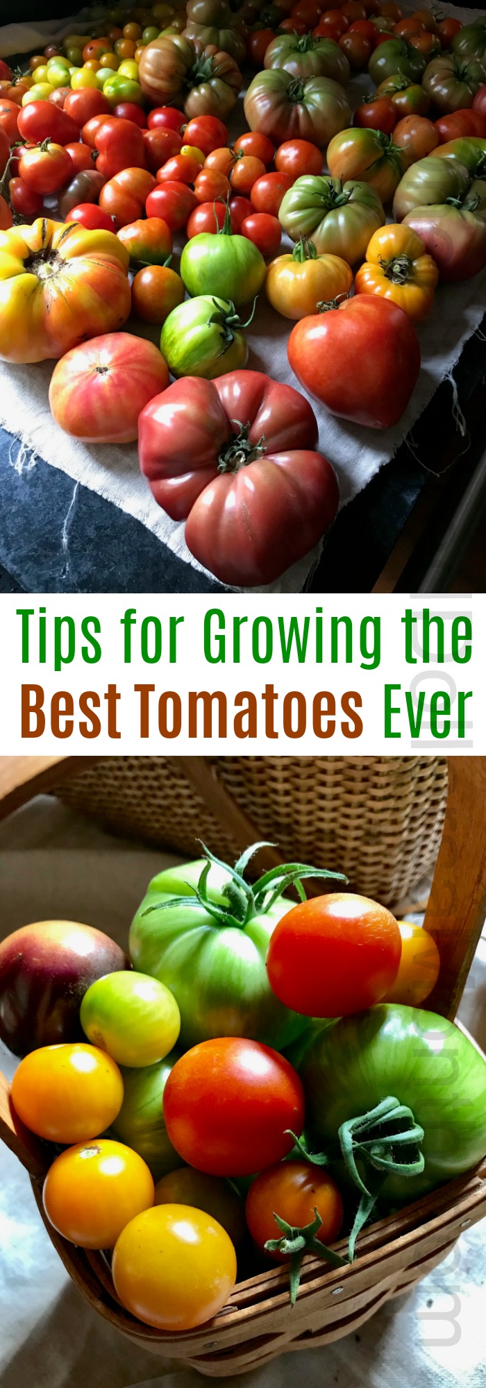 Tips for Growing the Best Tomatoes Ever