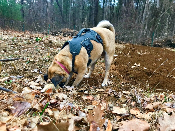 One Hundred Dollars a Month – Mavis’ Weekly Highlights 4/20/19
