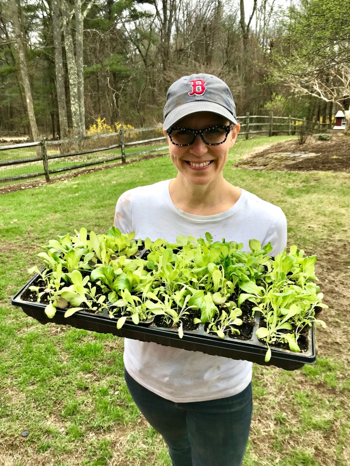 Gardening in New England – The First Robin’s Nest of the Year and Preparing Garden Beds for Planting