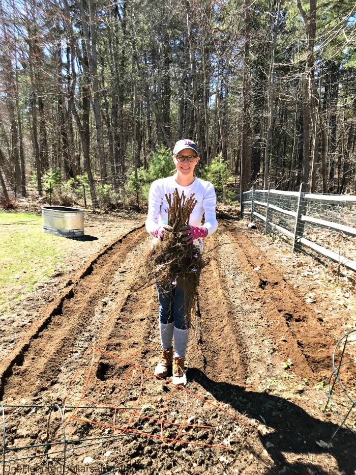 Gardening in New England – Planting Raspberry Canes, Strawberries and Flower Bulbs