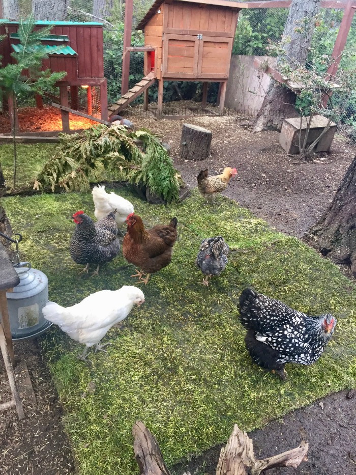 Have You Ever Considered Buying Sod for Your Chicken Coop?