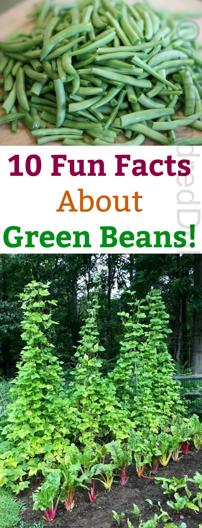 10 Fun Facts About Green Beans!