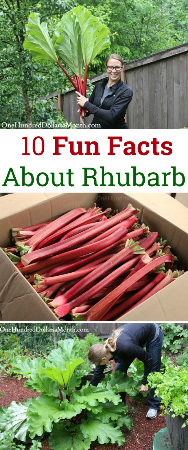 10 Fun Facts About Rhubarb!