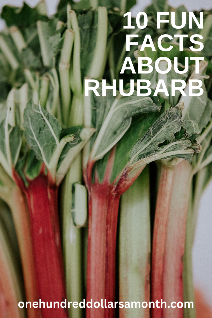 10 Fun Facts About Rhubarb