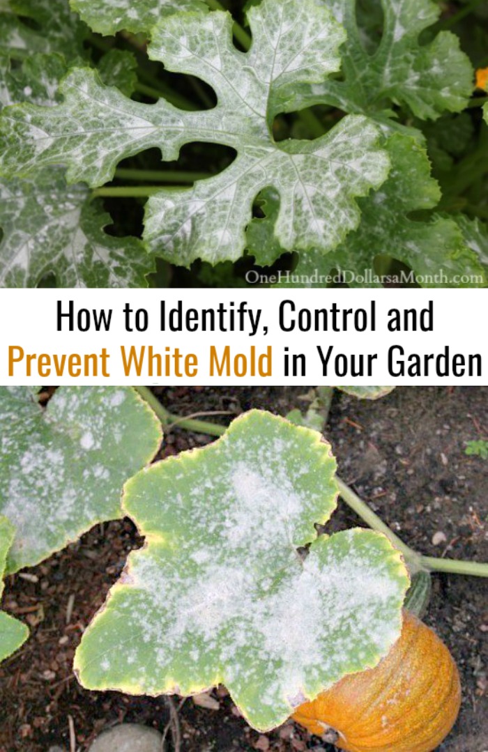 How to Identify, Control and Prevent White Mold in Your Garden