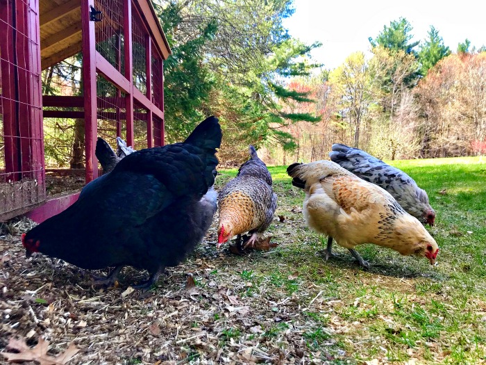 Gardening in New England – Planting a Herb Garden, Playing with Chickens, and Digging Out Daylilies