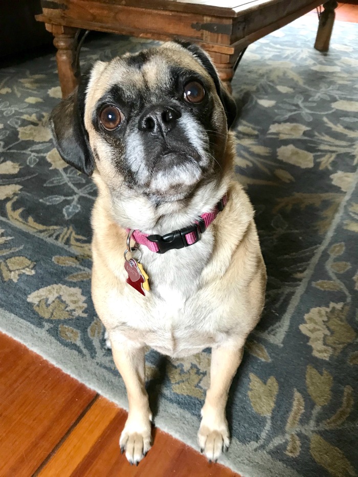 One Hundred Dollars a Month – Mavis’ Weekly Highlights 5/18/19