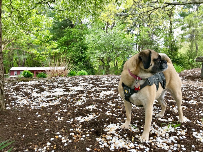 One Hundred Dollars a Month – Mavis’ Weekly Highlights 5/25/19
