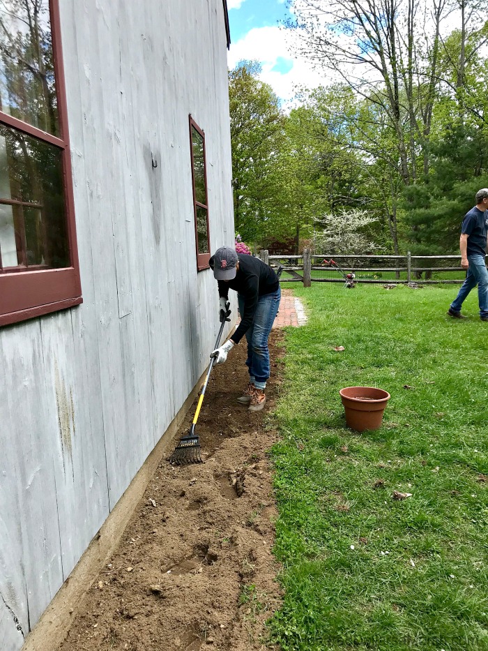 Gardening in New England – Bunnies, Squirrels, Turkeys and Poison Ivy