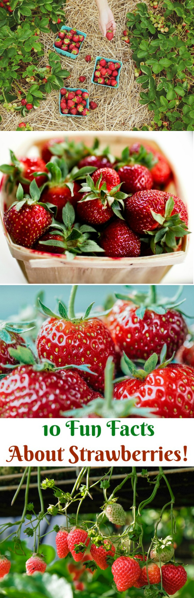 10 Fun Facts About Strawberries!