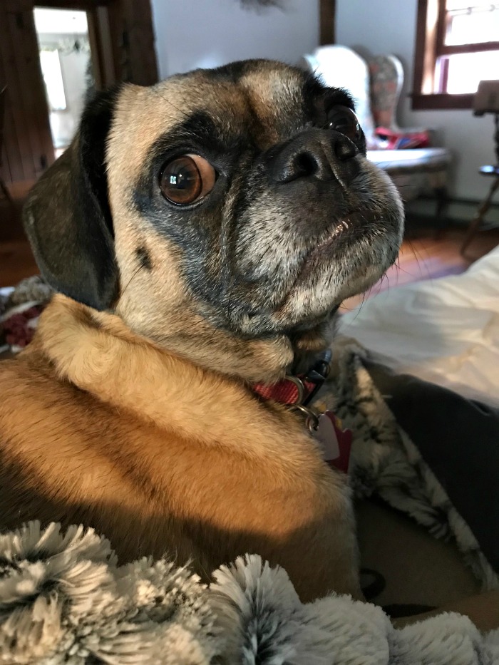 One Hundred Dollars a Month – Mavis’ Weekly Highlights 6/15/19