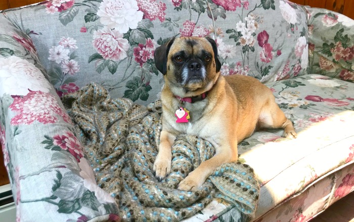 One Hundred Dollars a Month – Mavis’ Weekly Highlights 6/1/19