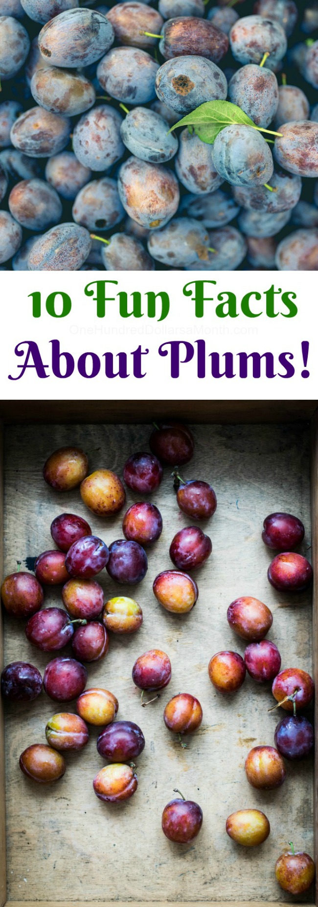 10 Fun Facts About Plums!