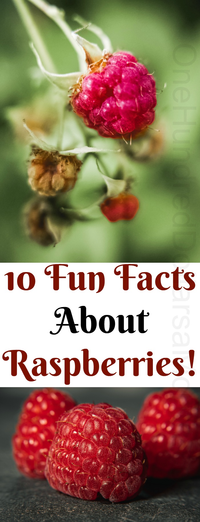 10 Fun Facts About Raspberries!