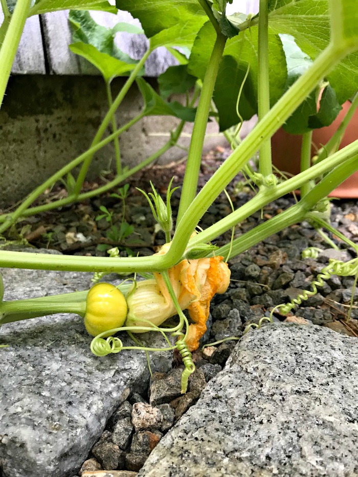 Gardening in New England – Basil, Basil and More Basil