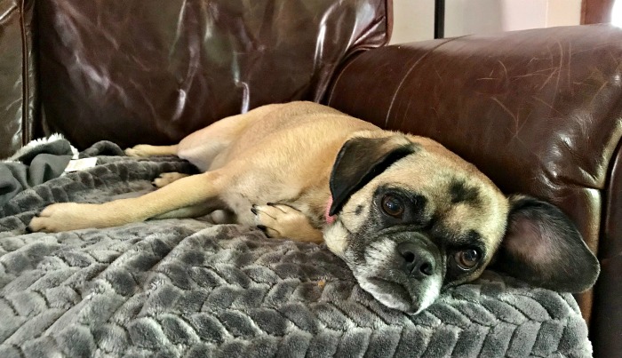 One Hundred Dollars a Month – Mavis’ Weekly Highlights 7/20/19