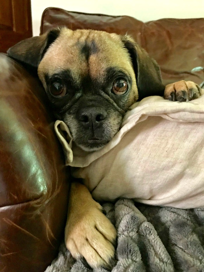 One Hundred Dollars a Month – Mavis’ Weekly Highlights 7/27/19