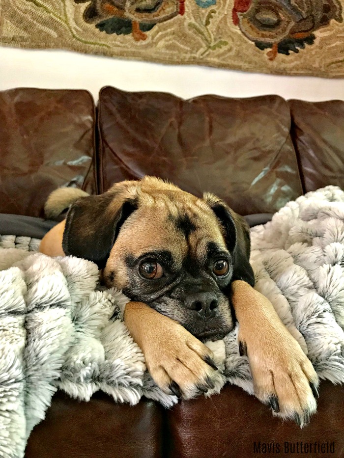 One Hundred Dollars a Month – Mavis’ Weekly Highlights 7/6/19
