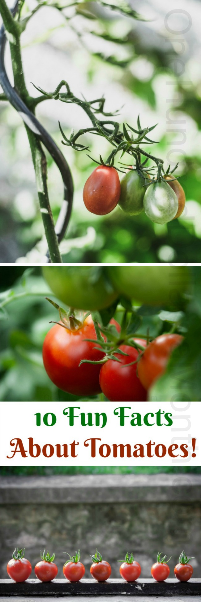 10 Fun Facts About Tomatoes!